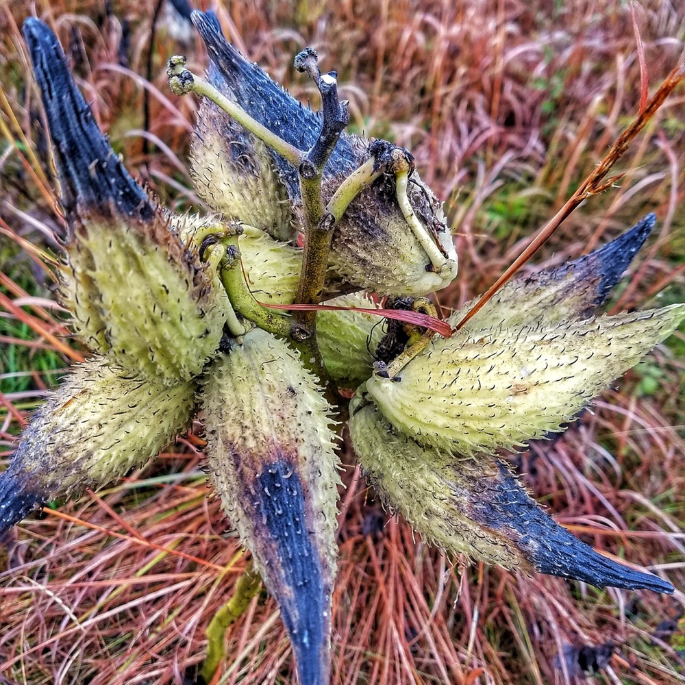 Meet your Posher, Nani